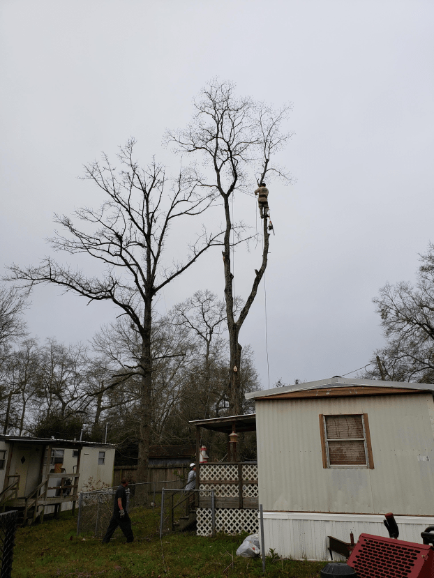 A recent tree cutting services job in the Conroe, TX area