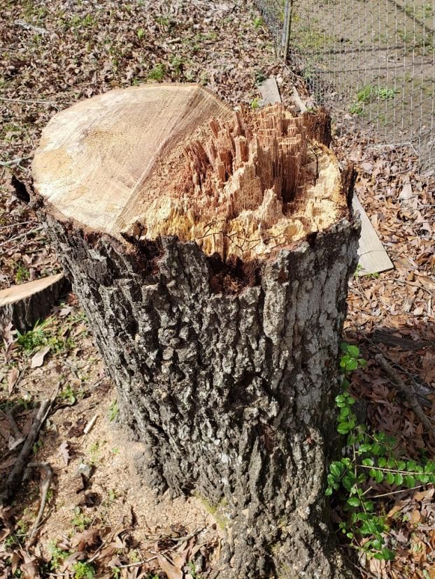 A recent tree service removal company job in the Conroe, TX area